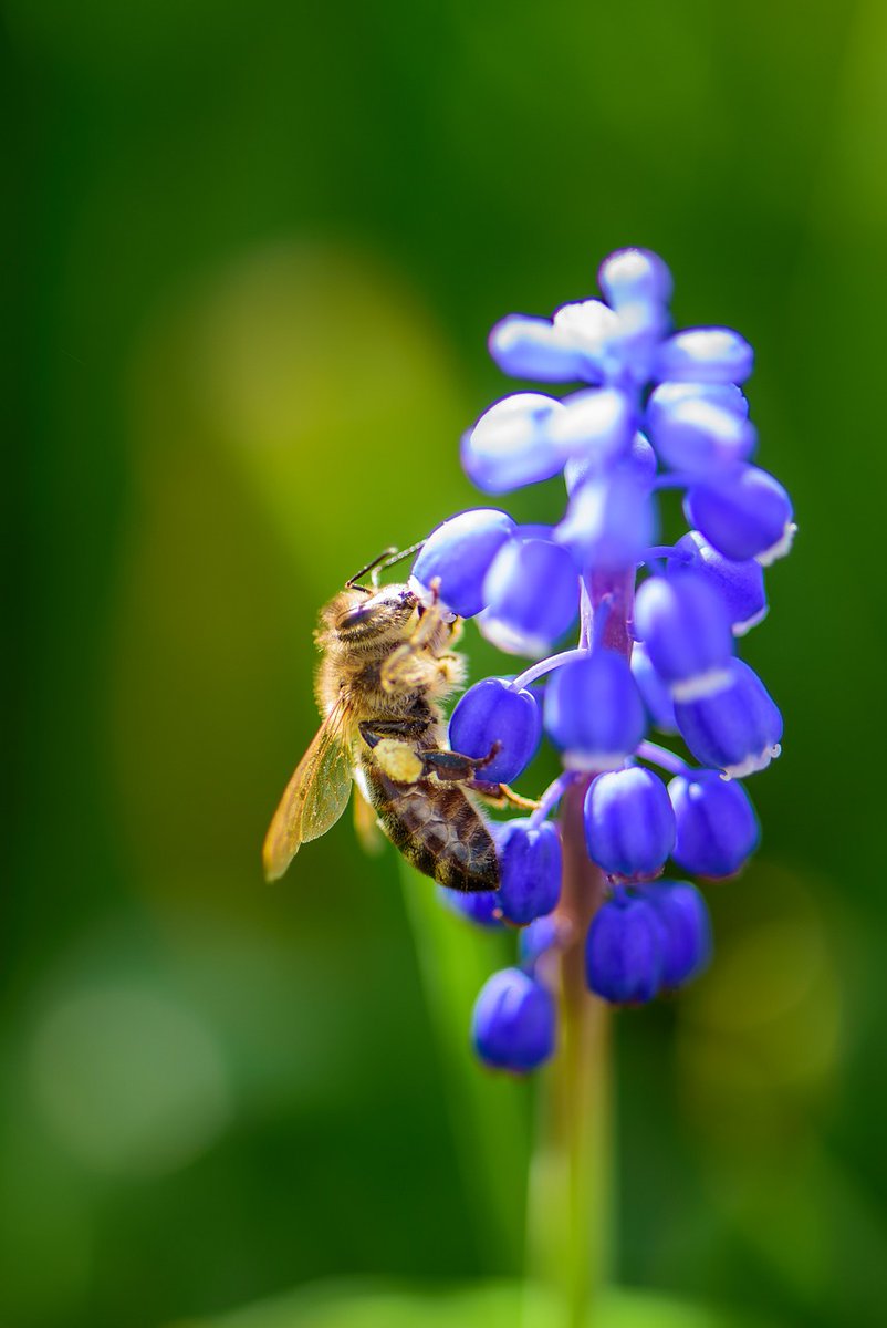 Oggi è il World Bee Day, la Giornata Mondiale delle Api 🌍🐝, indetta dall'ONU a partire dal 2017. È l'occasione per riflettere sull’importanza di questi insetti per la sicurezza alimentare, il funzionamento degli ecosistemi e la conservazione degli habitat. #WorldBeeDay