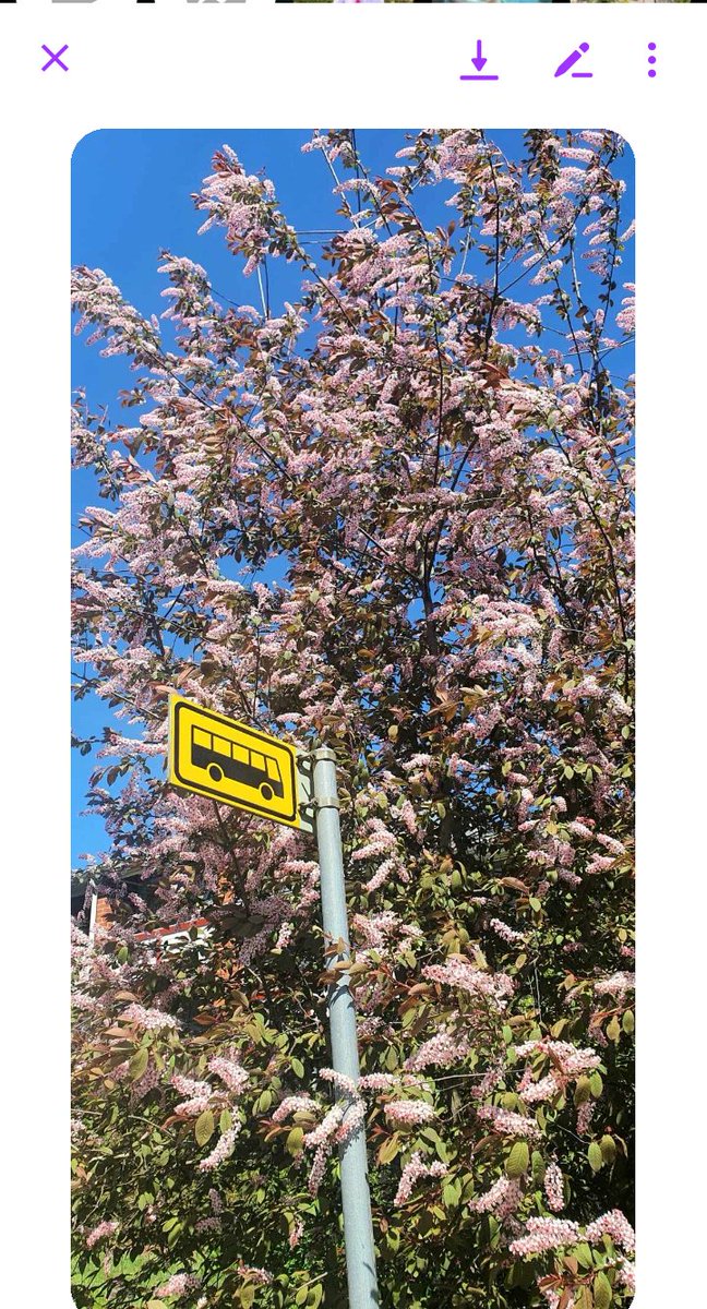 JobKalima's tweet photo. Tree's beautiful the towns! https://t.co/TAA6703FDJ