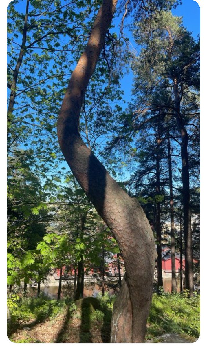 JobKalima's tweet photo. Tree's beautiful the towns! https://t.co/TAA6703FDJ