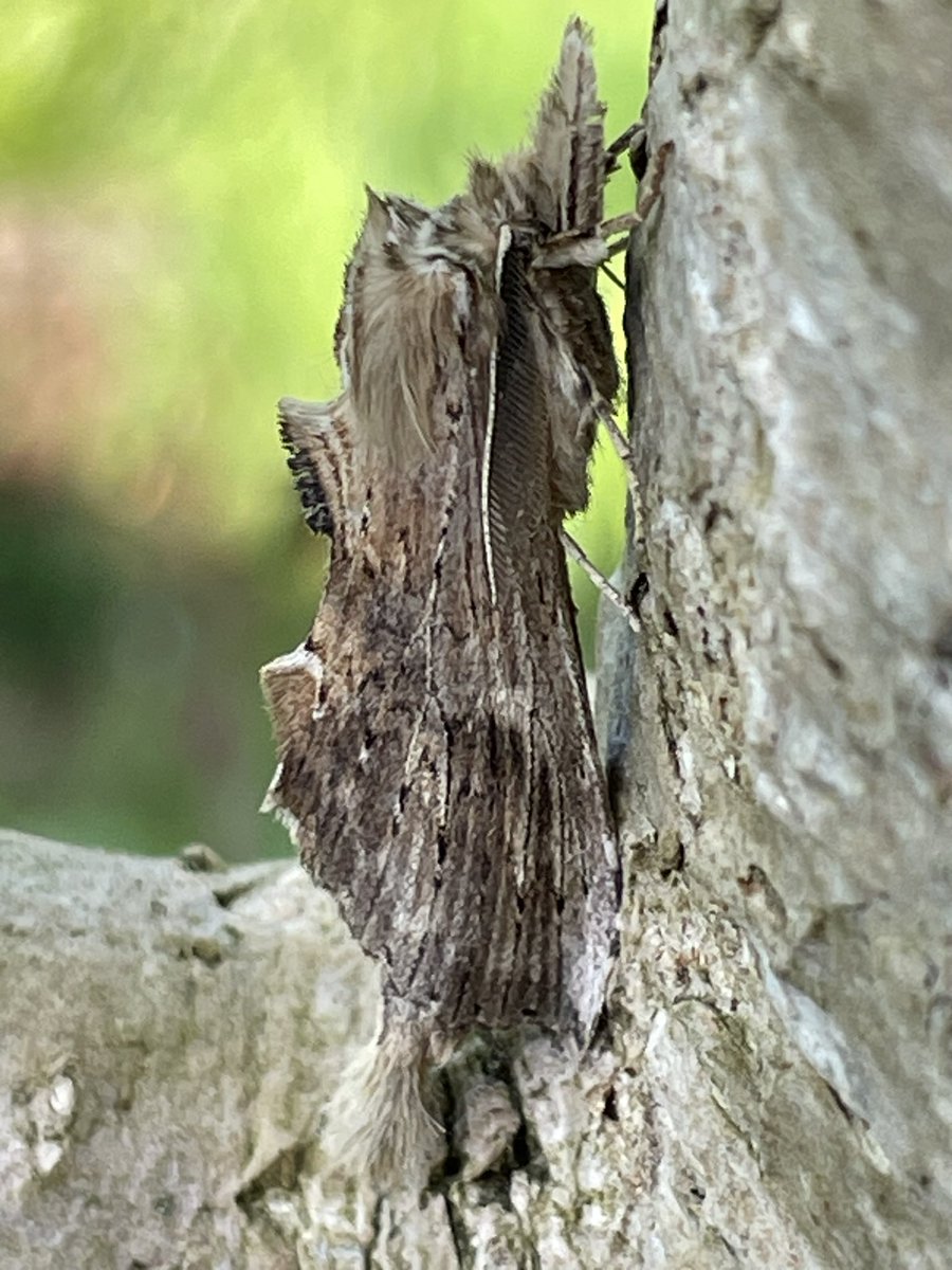 Two views of the same Pale Prominent #MothsMatter