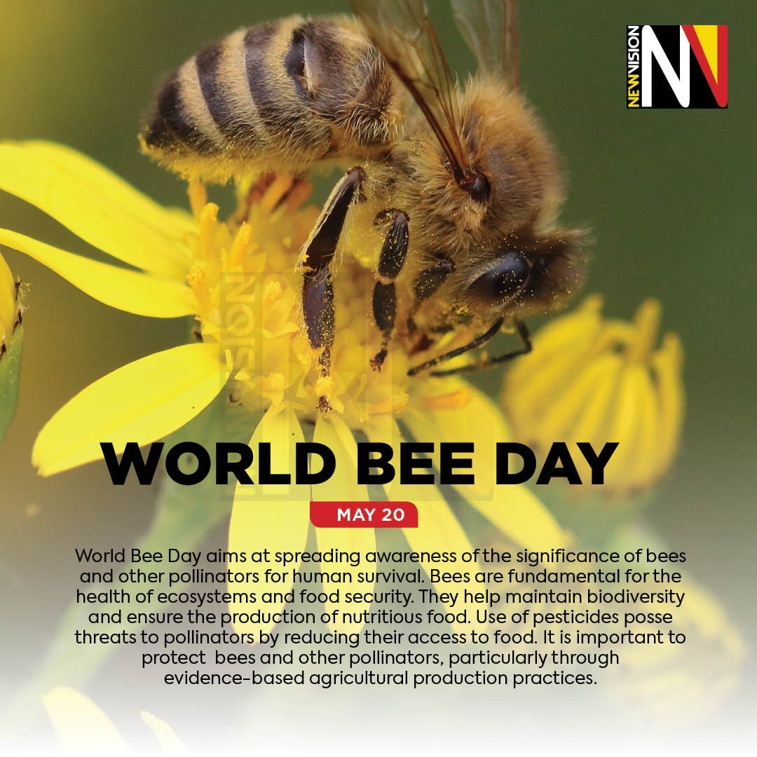 Happy World Bee Day! 🐝 Bees play a crucial role in pollinating plants, ensuring the reproduction of many food crops and wild plants. Today, let's raise awareness about the importance of bees and the need to protect their habitats. 🌼🍯 #WorldBeeDay #VisionUpdates