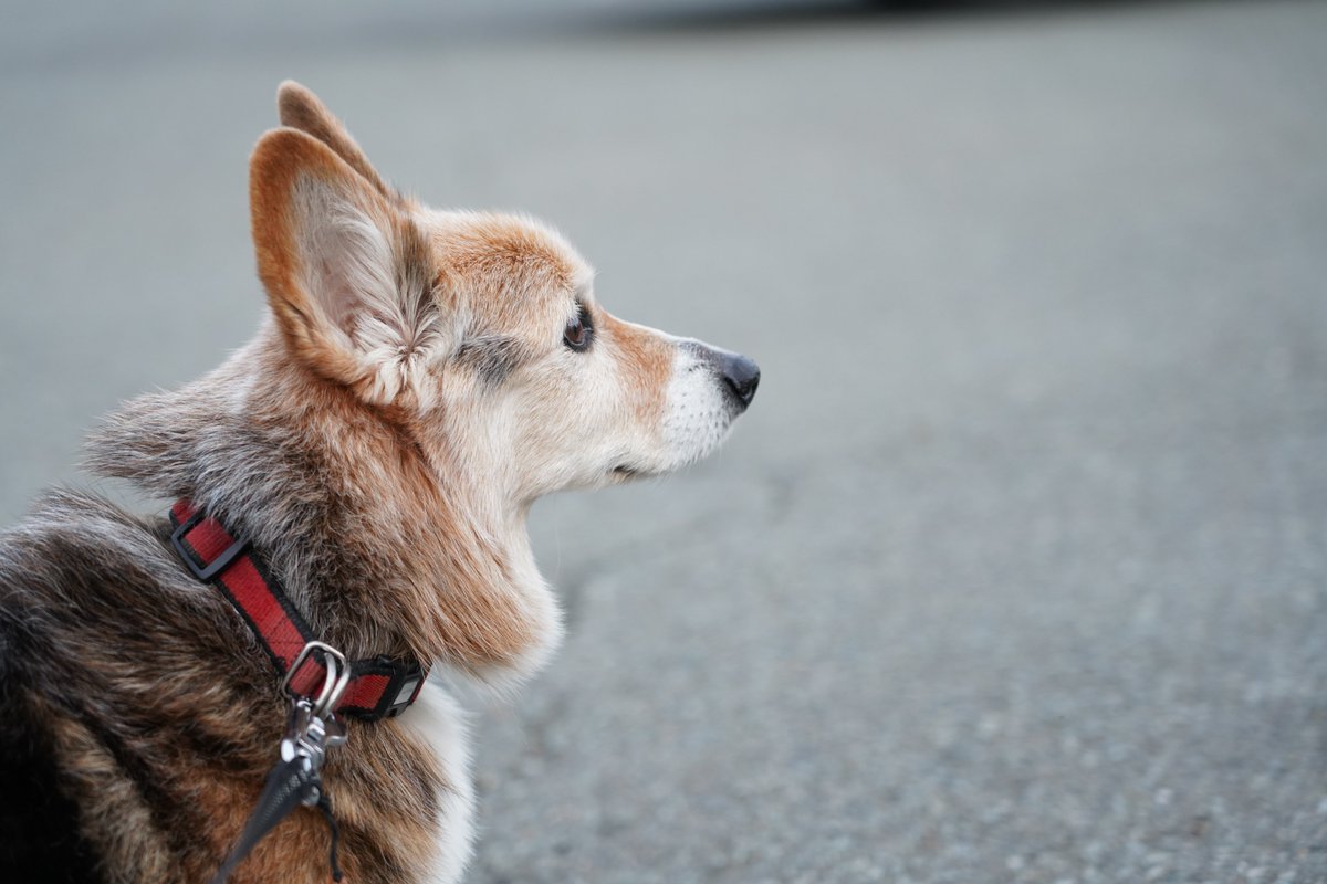 CORGI 大好き tweet media