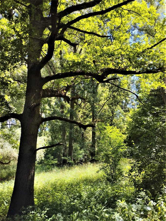 The forest floor is inhabited by a large number of soil organisms that exhibit a great diversity of species. These are, for example, fungi, bacteria, insects and worms, to name but a few. We need more forests again after we have destroyed 50% of the forests in the last 100 years.