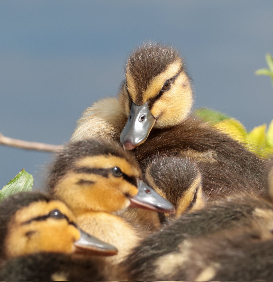 @cgcrd @nickyperry82 @SpookyMk @malphesius @madbunting Good morning! 👋  Happy #MallardMonday everyone!! 😁🦆