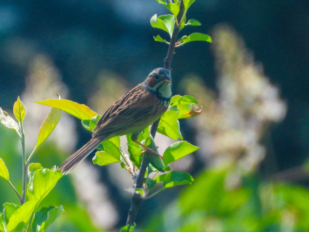 mansoorshayir's tweet photo. Chestnut-Eared Bunting
#birdsofkashmir #indiAves https://t.co/kUtmczRXA6