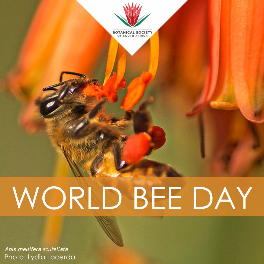 BotSocSA's tweet photo. Today is World Bee Day, celebrating the ecological importance of bees. Conserving natural vegetation and creating pollinator habitats are essential for sustaining healthy bee populations. #worldbeeday #capehoneybee #botsoc #botsocsa #honeybee #pollen https://t.co/aetXwMPmcq