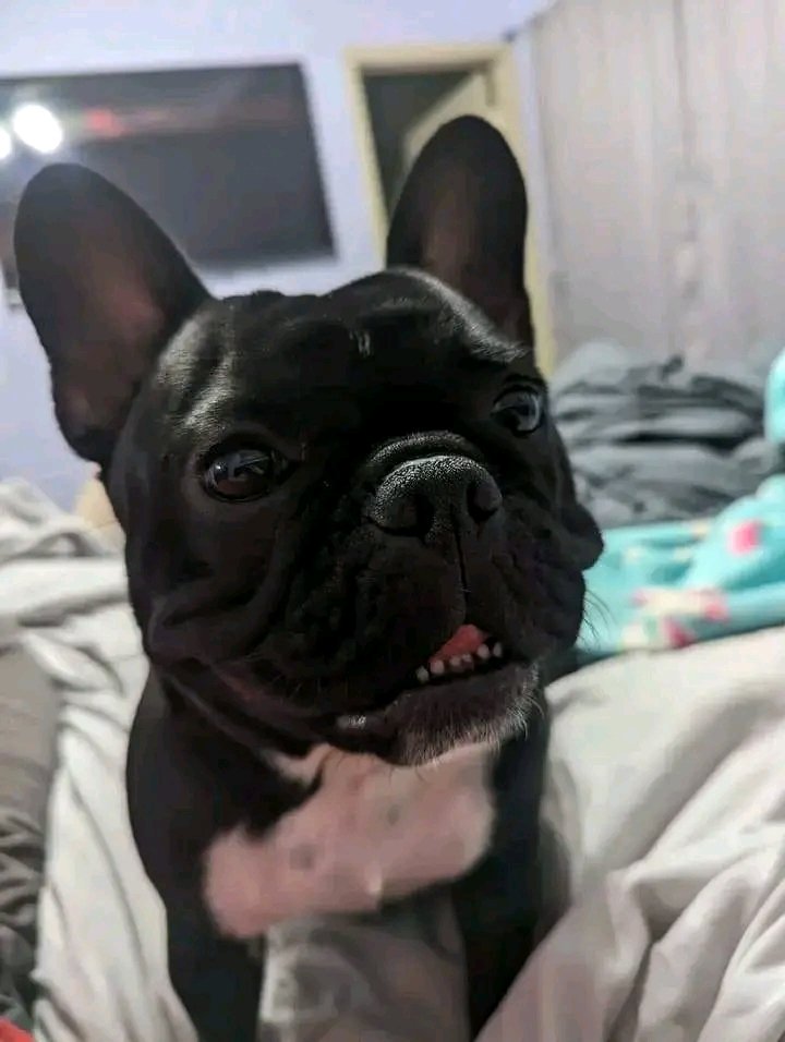 Cutest puppy 🥰
#frenchbulldog #frenchie