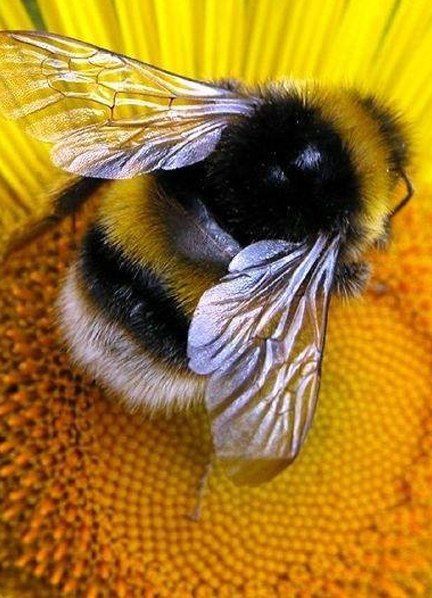 World Bee day.🐝💛