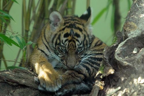 젖먹여서키운 어떤싸가지바가지호랑이