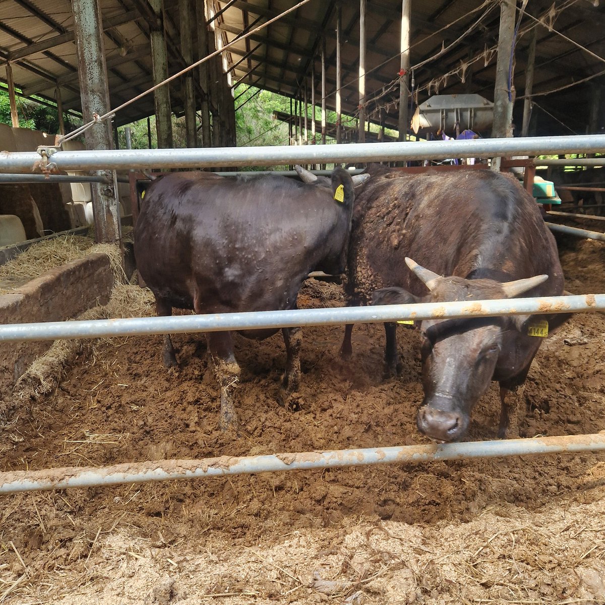 Visita a productores de Wagyu de diferentes prefacturas de #japon 
#wagyu #kobegyu #matsusakagyu #igagyu