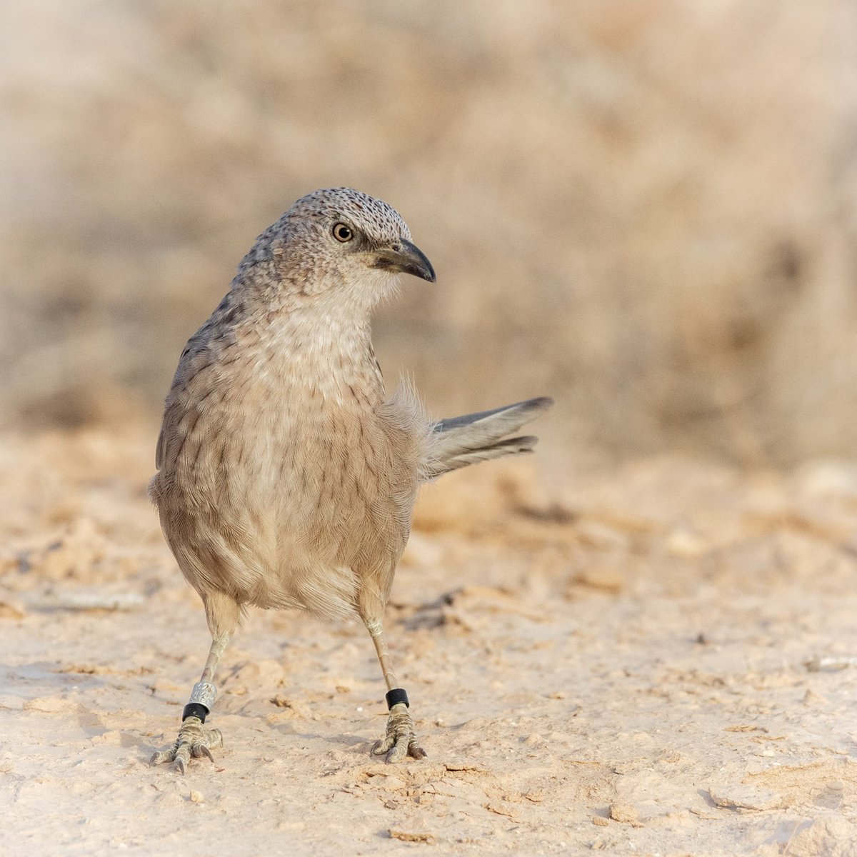 AlejandroAlaman's tweet photo. 11/ These results confirm that habitat modification doesn't only influence the fitness of the populations, also sociality and pace-of-life of the individuals, leading to secondary effects on fitness. Combining both effects are especially important when studying social species https://t.co/GFd2C7m3al