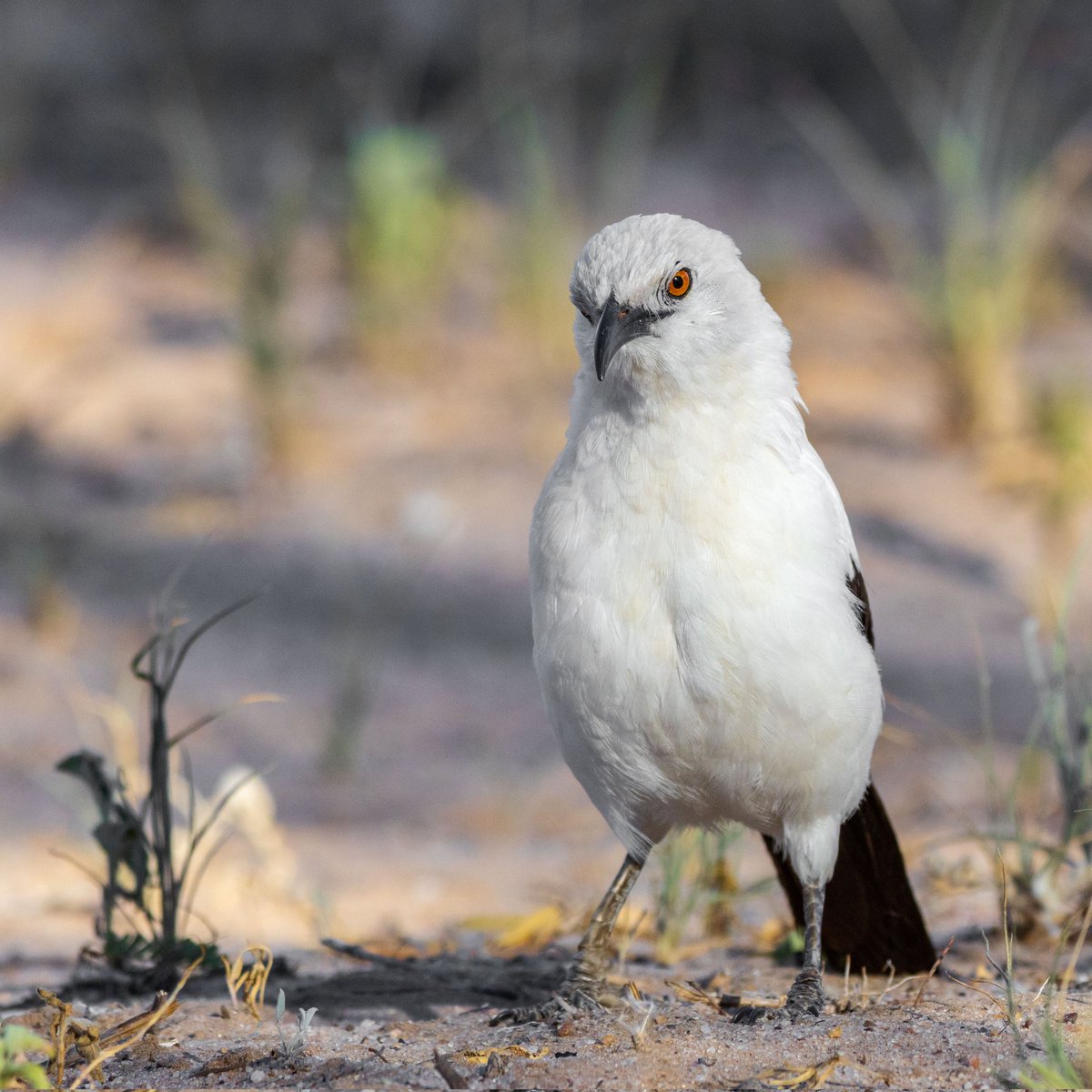 AlejandroAlaman's tweet photo. 11/ These results confirm that habitat modification doesn't only influence the fitness of the populations, also sociality and pace-of-life of the individuals, leading to secondary effects on fitness. Combining both effects are especially important when studying social species https://t.co/GFd2C7m3al