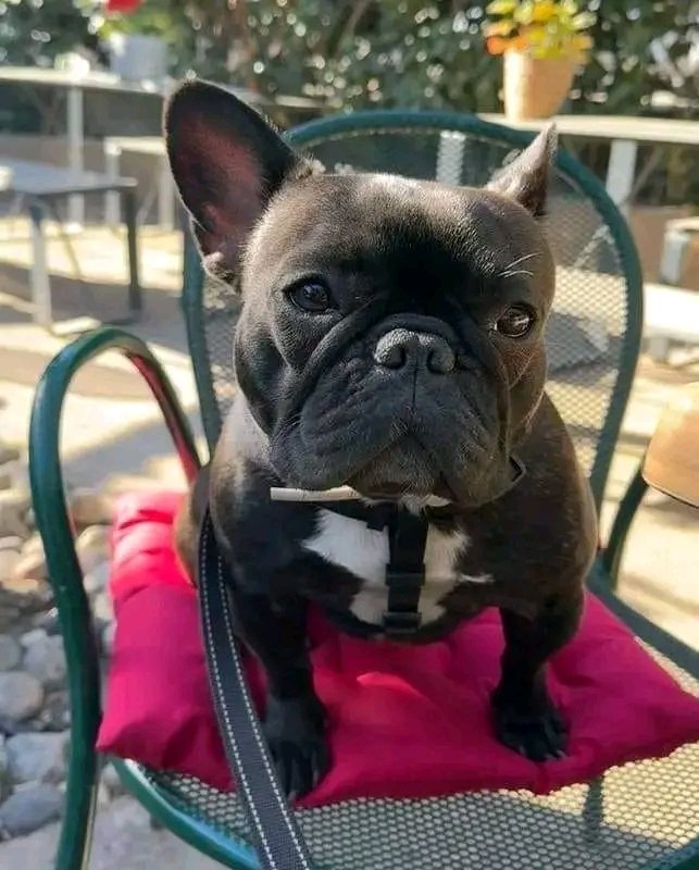 french550's tweet photo. Cute or not??
#frenchielover https://t.co/liEjf11Rqz