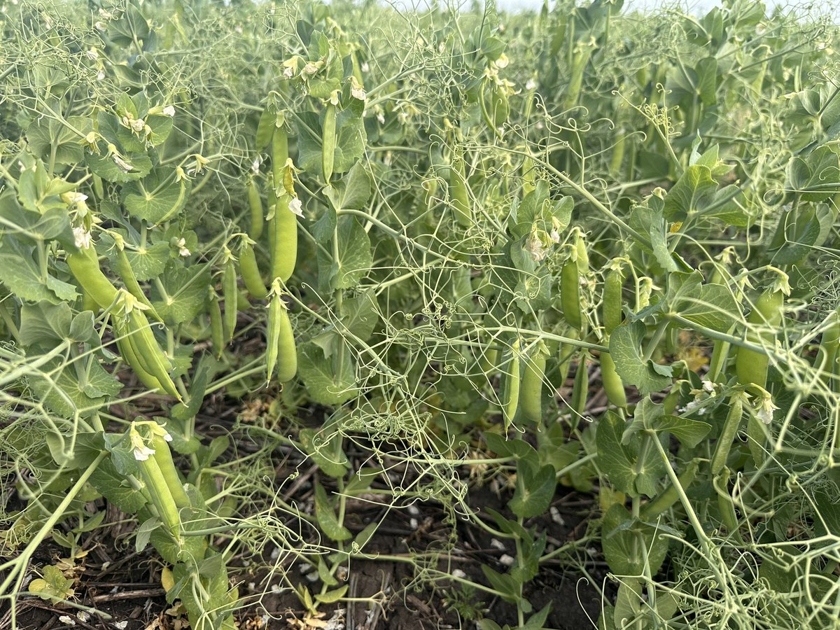 Blé gelé et blé pas gelé 
Tournesol sous paille. 
Pois d’hiver. 
Ukraine 2024.