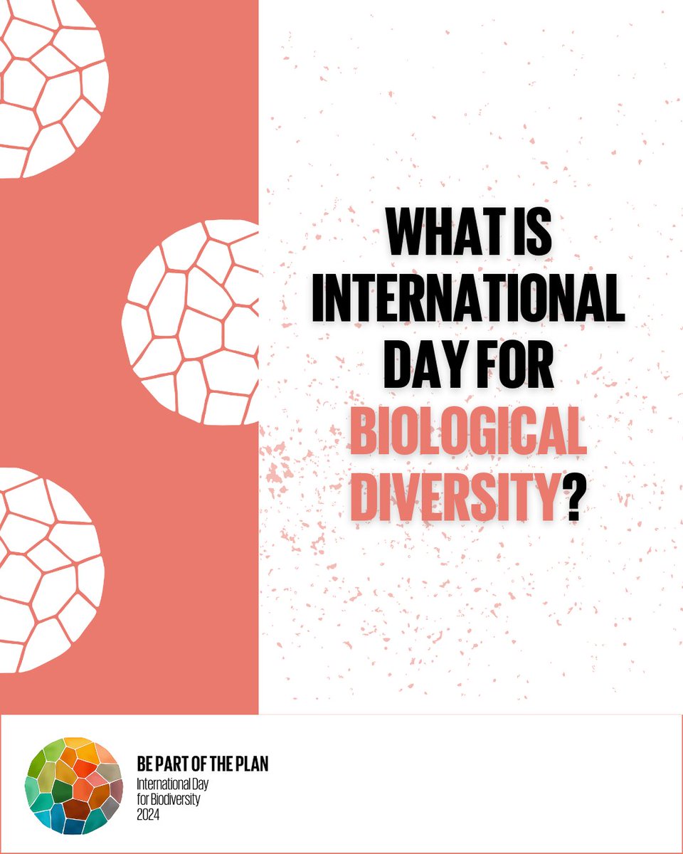 📌On May 22, we celebrate #BiodiversityDay! let's celebrate the incredible diversity of life on our planet! From the tiniest insects to the largest mammals, every species plays a vital role in our ecosystems. 🌿 #BiodiversityPlan #PartOfThePlan @UNBiodiversity @IUCN @IinKenya