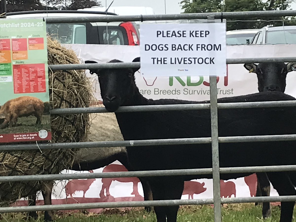 Great day yesterday at @GordonCastle Time for a quick photo before the gates open which was the last time we had to stand around. Crowds very keen to see the rare and native breeds of sheep, and of course the Nth Ronaldsay lamb.