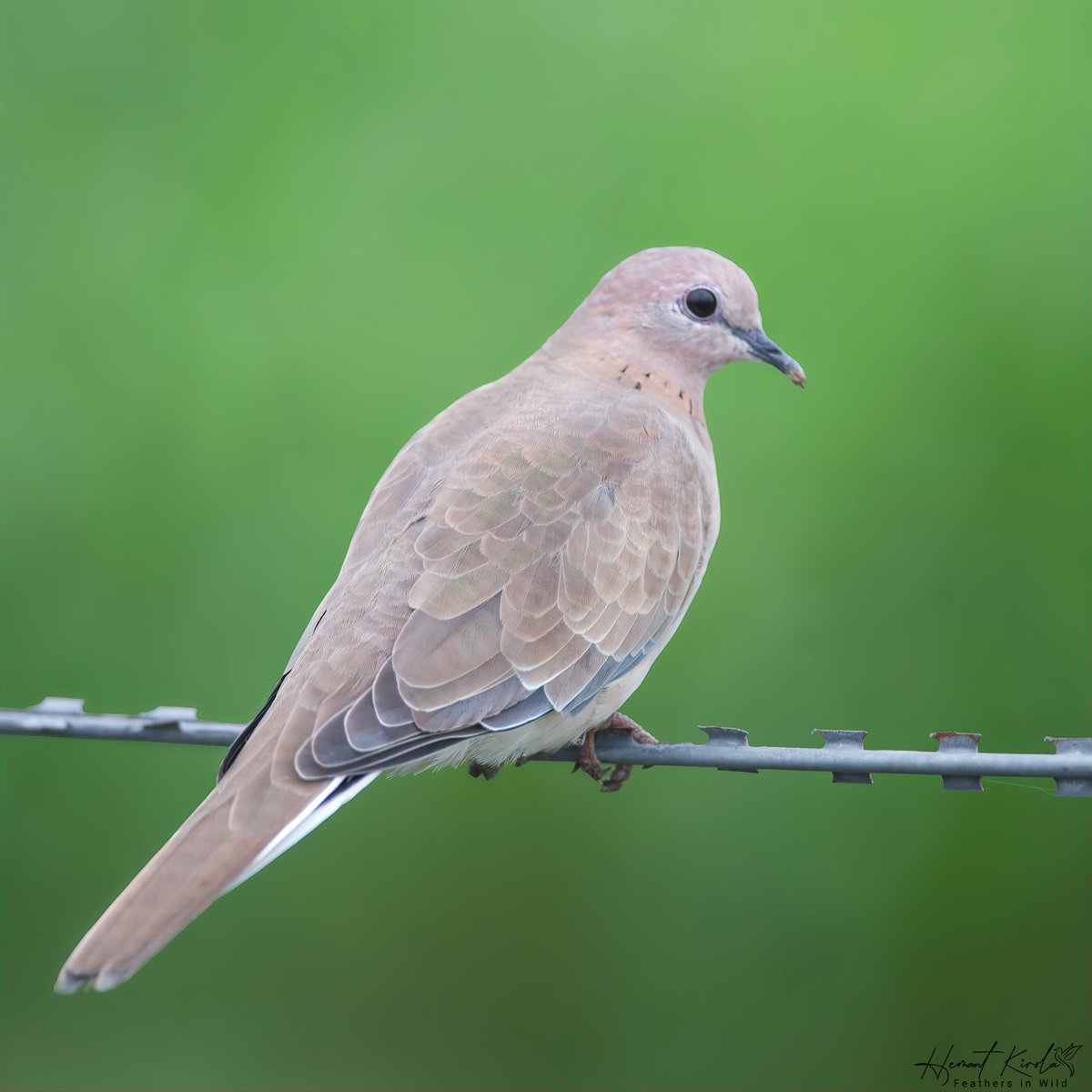 Showcasing my birding journey from my Lifer No. 1 Do you remember your 1st bird seen or photographed? Laughing Dove - Spilopelia senegalensis #ThePhotoHour #IndiAves