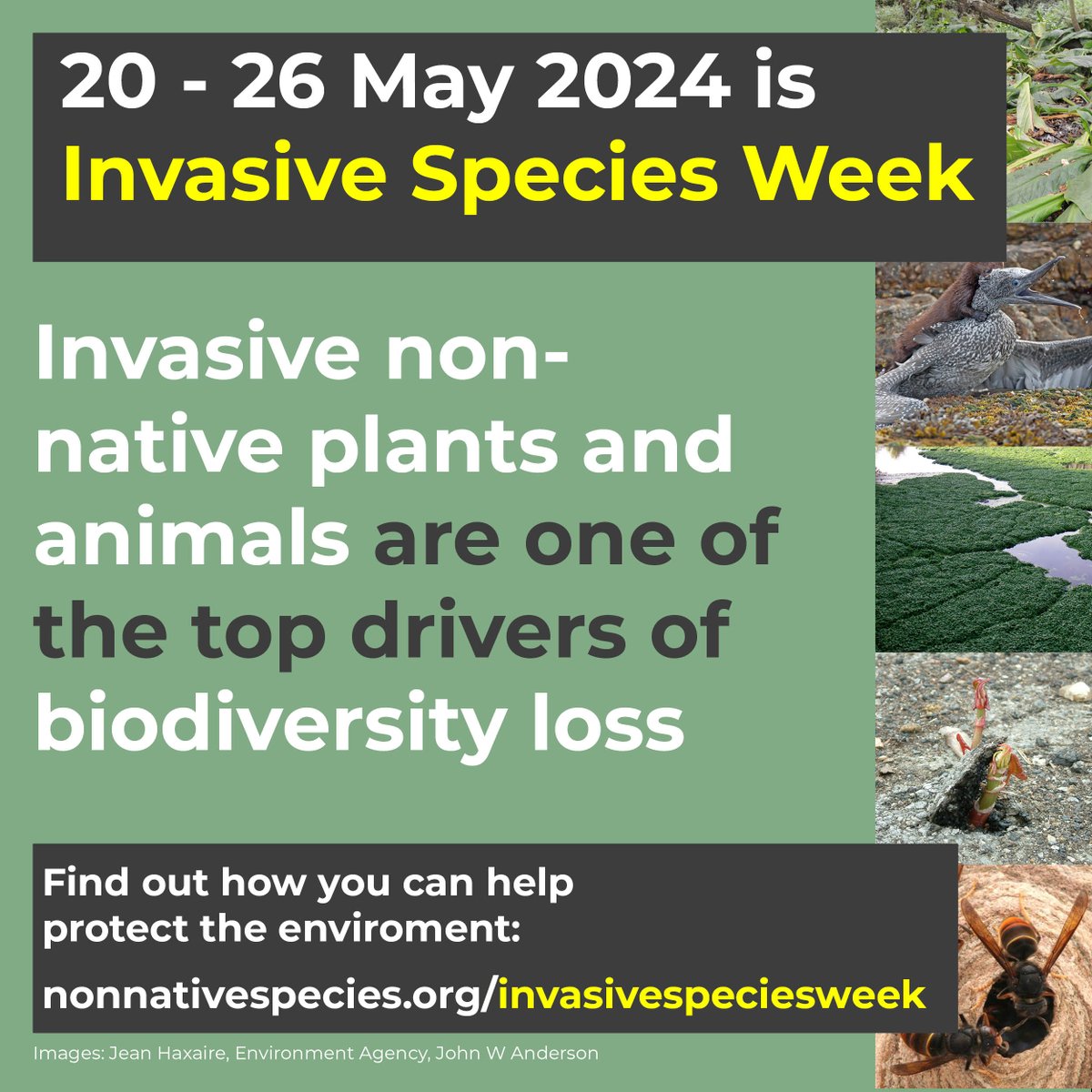 Invasive Species Week starts today - learn more about this global threat to biodiversity, costing Scotland £246m a year. Join NatureScot's Stan Whitaker tomorrow for a webinar on how Scotland monitors & responds to non-native species threats orlo.uk/vUarg #INNSWeek