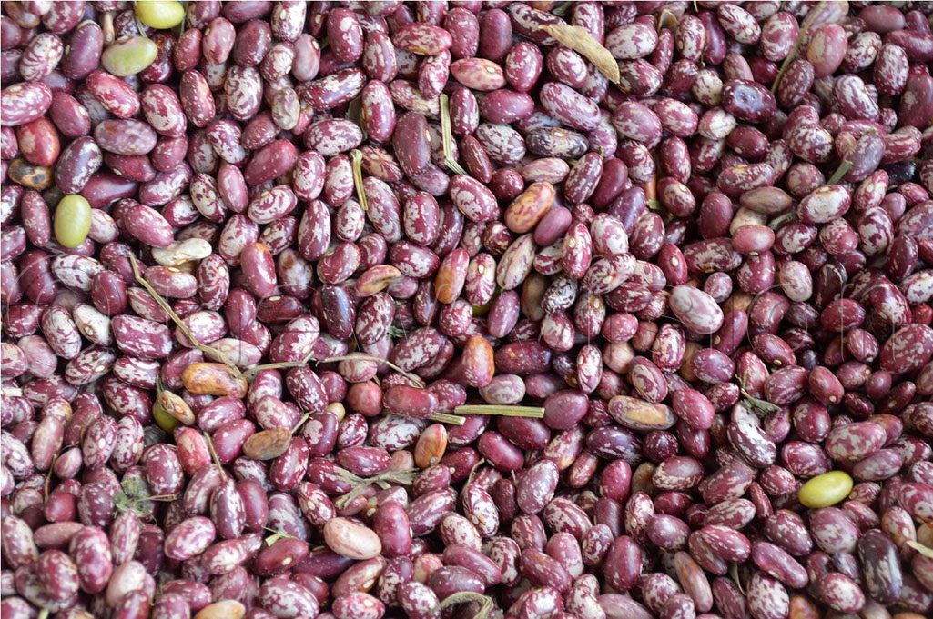 Producing bean seeds can be a lucrative business DETAILS 👇🏽 #VisionUpdates | #HarvestMoney harvestmoney.co.ug/producing-bean…