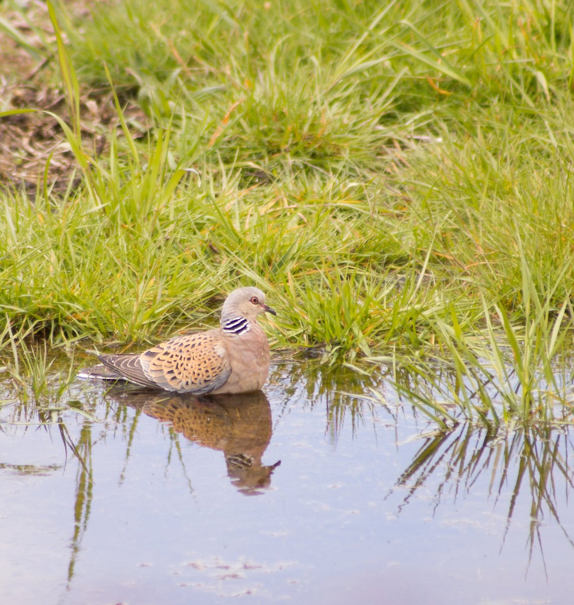 Rula común/Tórtola europea
Streptotelia turtur
Xestoso; maio 2024
.

#streptoteliaturtur
#tortola #birding #birder #bird