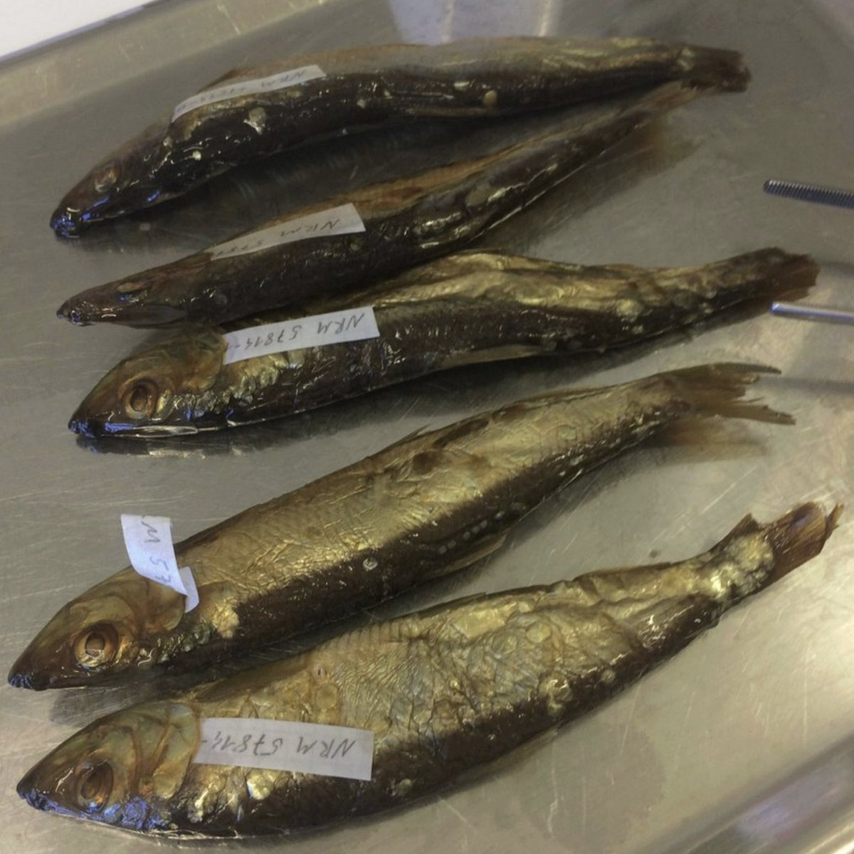 I'm looking for a postdoc keen to apply for funding (e.g. Marie Curie, EMBO) to work with me at <a href="/naturhistoriska/">Naturhist.riksmuseet</a> on herring adaptation to climate change using aDNA. 🐟 

Open to discuss other marine life related ideas too.  

Project is ready to go: samples + seq funding✅