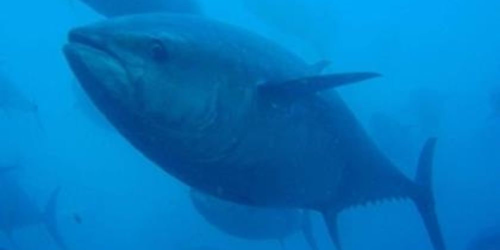 PetMedJournal's tweet photo. 🐟España y la Unión Europea (#UE) han defendido la adopción de medidas de mejora de la #sostenibilidad en la pesca en la 28 reunión anual de la Comisión de Túnidos del Océano Índico (IOTC, por su denominación en inglés) celebrada en Bangkok (Tailandia).

🔗https://t.co/DxuV1GK9m9 https://t.co/8Ot4TTjYPZ