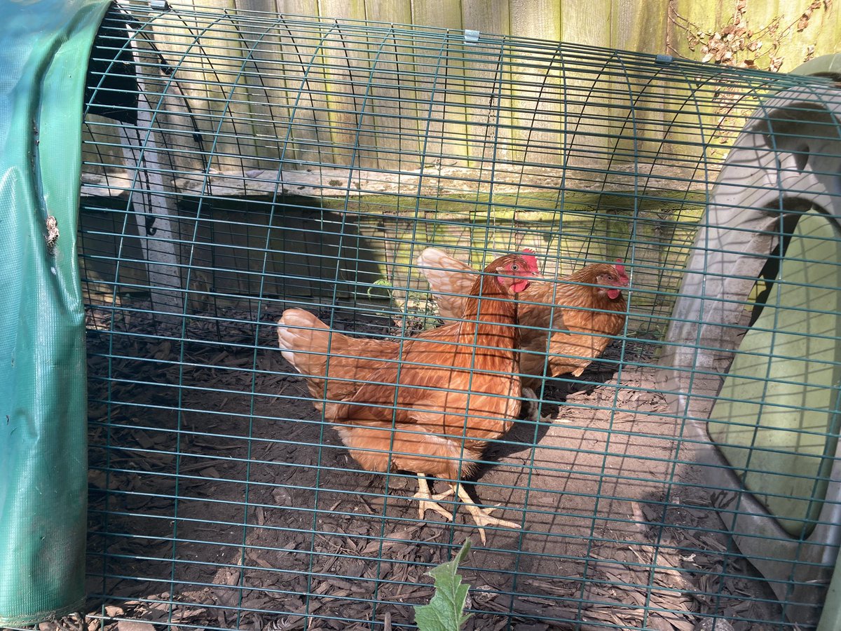 Susannah Taylor tweet media