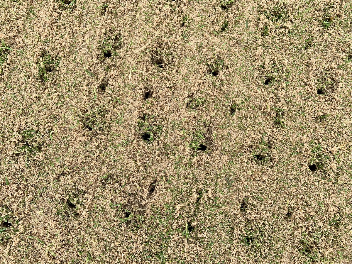 Mark Smith (@marks_sm1th) on Twitter photo Aeration and dressing if greens today. 1.17kg/m2 sand, procore 10mm tines and a double sarrel followed by <a href="/MoretonGerminal/">Paul Moreton</a> forefront seed. Thanks for your patience <a href="/PhoenixGolfClub/">Phoenix Golf Club</a> Aeration and dressing if greens today. 1.17kg/m2 sand, procore 10mm tines and a double sarrel followed by <a href="/MoretonGerminal/">Paul Moreton</a> forefront seed. Thanks for your patience <a href="/PhoenixGolfClub/">Phoenix Golf Club</a>