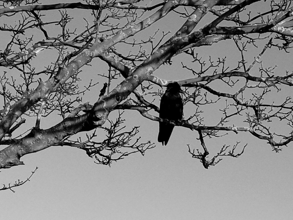 For 7 days & nights I've struggled with all my might thrashed & pulled rolled & howled but the wire wraps tighter around man has set his cruel snare to trap & kill without a care my cubs lie dead around me a hungry #magpie & crow stay close they knows I'm about to die #Vss365