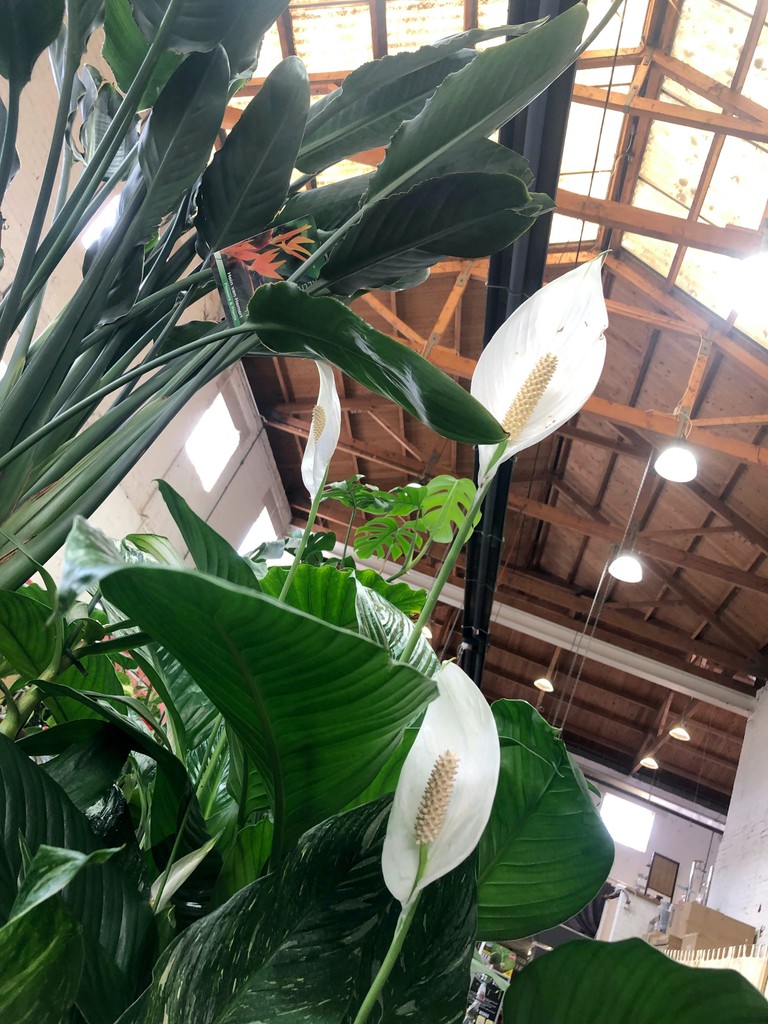 Power to the #peacelily ✌️🌈 🕊️ the popular #houseplant for its beautiful #whiteflowers & its oxygenating. properties
#gardencentre #since1983 #socialenterprise #camdentown #northlondongardeners #gardenlovers #house_plant_community #trainingandemploymentopportunities