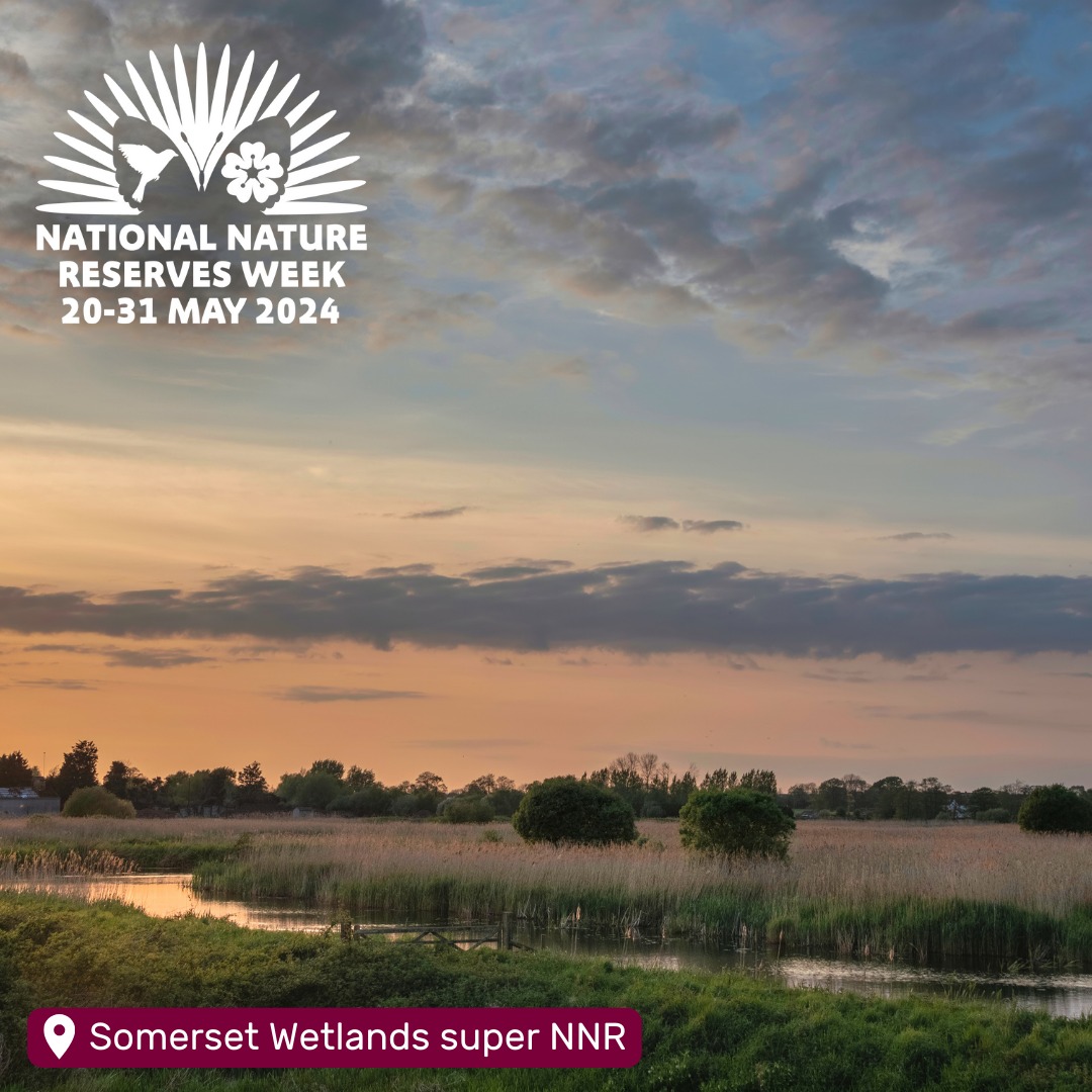 It's National Nature Reserves Week! 🙌

Up until the end of the month, we'll be shining a light on some of Somerset's incredible national nature reserves (NNRs), including our TWO 'super' NNRs!

Find out more about NNR Week: NNRweek.com

#NNRWeek @NaturalEngland