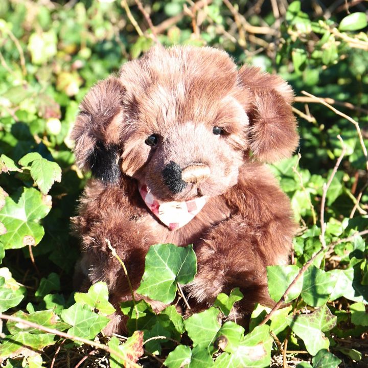 Meet Boomerang - our bear of the week 🐾 

Available now: ow.ly/BGo050QAzru

#Charliebears #mycharliebears #teddybearlove #bestfriendsclub #collectabletoys #collectablebears #collectiblebear #teddybearland #collection #charliebearscollection