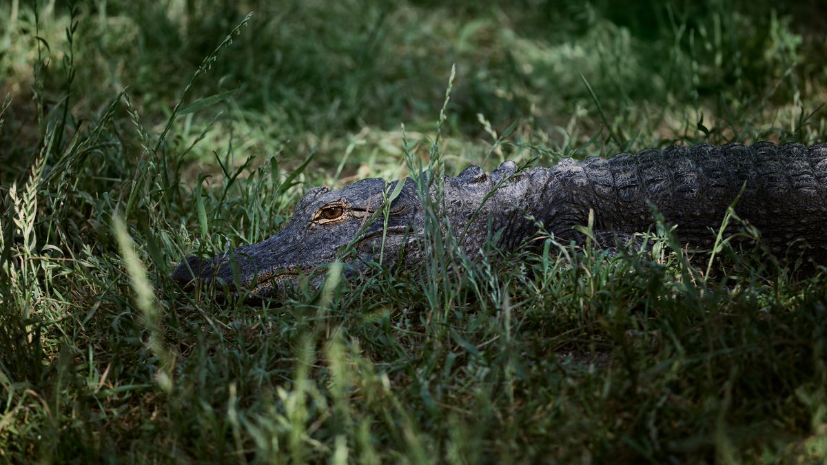 I'll be hiding here in the grass if you need me... 
#americanalligator #alligator #alligatormississippiensis #reptile #wildlifephotography #naturephotography #appicoftheweek #canonfavpic #captureone