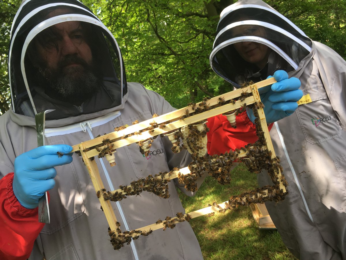 Did you know that Easter Bush Campus has an apiary? Our bees: 🐝 help research into bee health & welfare 🐝 boost pollination levels around campus 🐝 give staff & students the chance to learn about beekeeping 🐝 make lots of delicious honey! edin.ac/3G1xjfL #worldbeeday