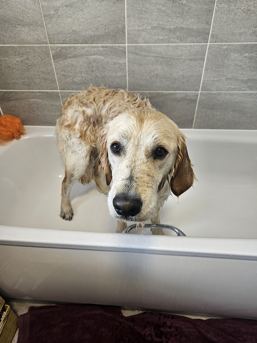 The downside to rolling in 🦊💩