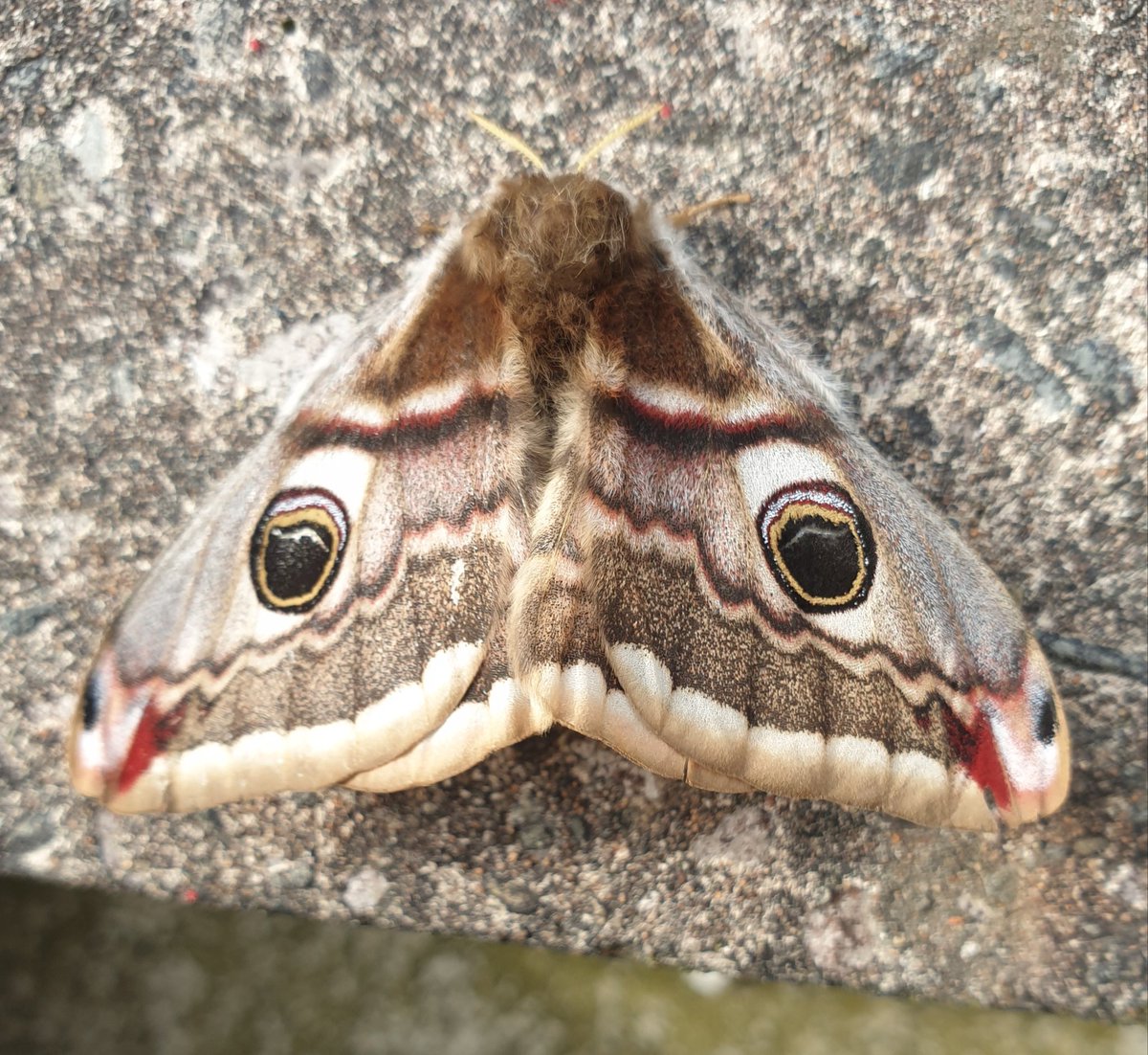 DavidWr38473971's tweet photo. My first Emperor Moth attracted to light on Mynydd Bodafon, Anglesey. What a beast! https://t.co/zDJZ9f6HN1
