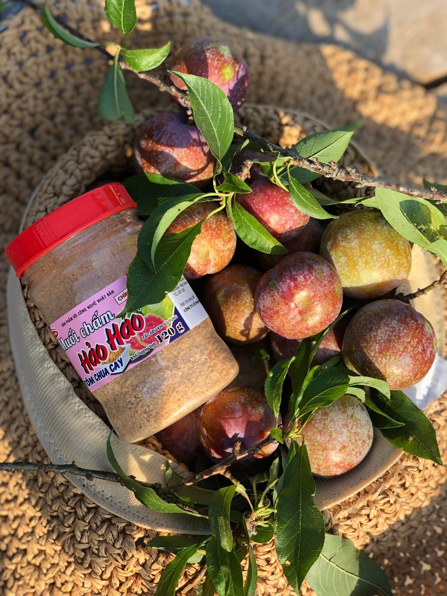 AsianwayTravel's tweet photo. Experience picking ripe plums in Moc Chau, Vietnam ☀️
📷 Inbox: https://t.co/Hq4bX1ZGmh
📷 Contact us: booking@asianwaytravel.com
📷 Website: https://t.co/7D2ed8adcX

#travel #explorevietnam #vietnam #mocchau https://t.co/Gmvooxad4K
