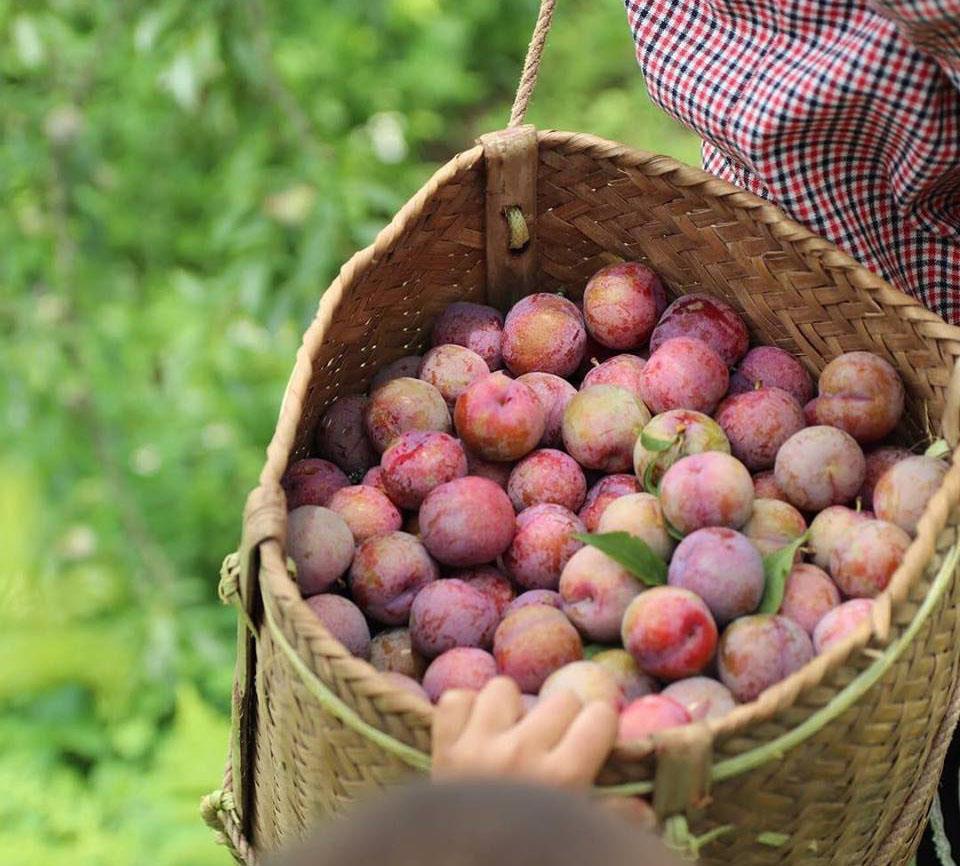 AsianwayTravel's tweet photo. Experience picking ripe plums in Moc Chau, Vietnam ☀️
📷 Inbox: https://t.co/Hq4bX1ZGmh
📷 Contact us: booking@asianwaytravel.com
📷 Website: https://t.co/7D2ed8adcX

#travel #explorevietnam #vietnam #mocchau https://t.co/Gmvooxad4K