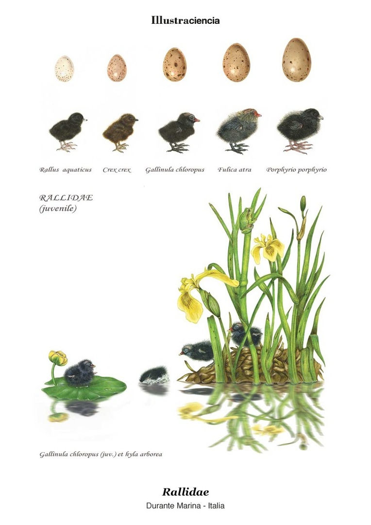 Los polluelos de la familia Rallidae están deseando conocerte en #Illustraciencia <3 goo.gl/wCfil2