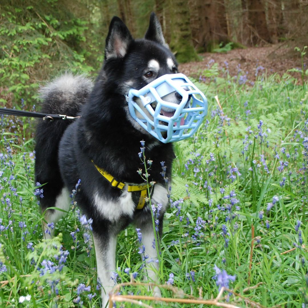 DT_Newbury's tweet image. Buddy's totally shaking up those #MondayBlues vibes and we are here for it 😍💙

#MuzzleMonday #GoodDogsWearMuzzles #MalamutexHusky #BluebellWoods #ResuceDog