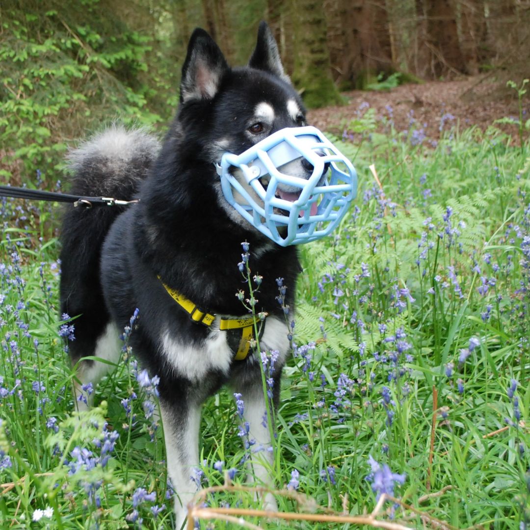 Buddy's totally shaking up those #MondayBlues vibes and we are here for it 😍💙 #MuzzleMonday #GoodDogsWearMuzzles #MalamutexHusky #BluebellWoods #ResuceDog