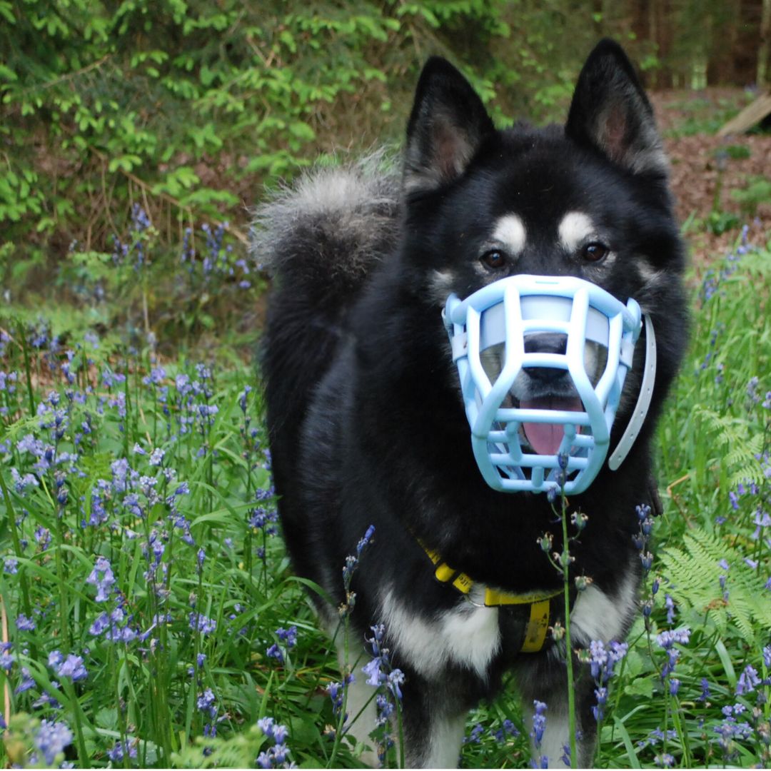DT_Newbury's tweet image. Buddy's totally shaking up those #MondayBlues vibes and we are here for it 😍💙

#MuzzleMonday #GoodDogsWearMuzzles #MalamutexHusky #BluebellWoods #ResuceDog