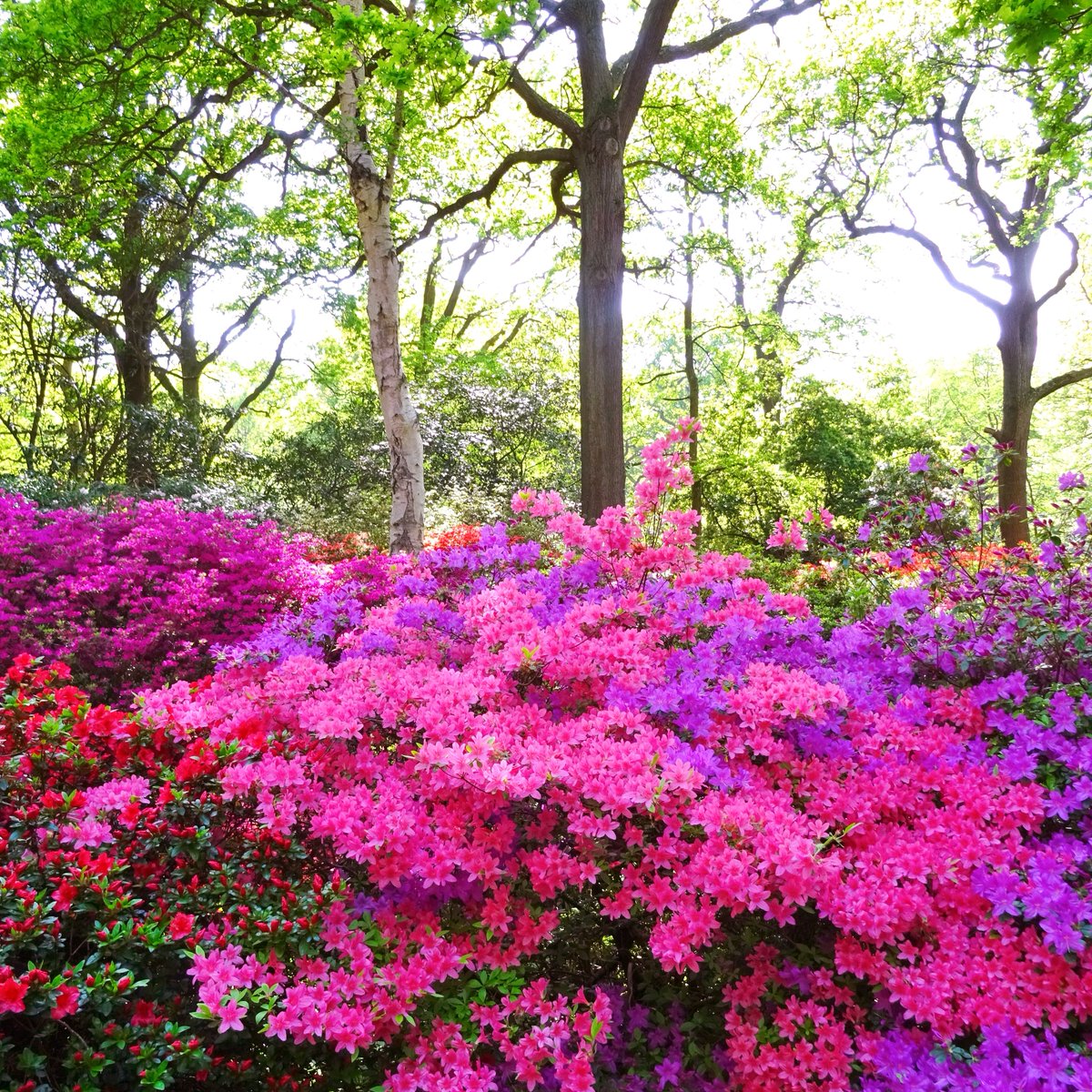 One from the archives for #MagentaMonday:  the  beautiful #IsabellaPlantation in #RichmondPark! 🩷🌸💜🌸💗@ThePhotoHour #flowers #flowerphotography #FlowersofTwitter #beautifulgardens
