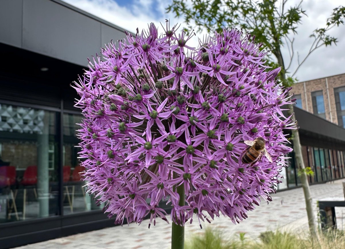 Today is #WorldBeeDay 🐝 It aims to raise awareness of the importance of pollinators, the threats they face, and their contribution to sustainable development. Visit le.ac.uk/sustainability to find out more about our efforts on campus. #CitizensOfChange #SaveTheBees