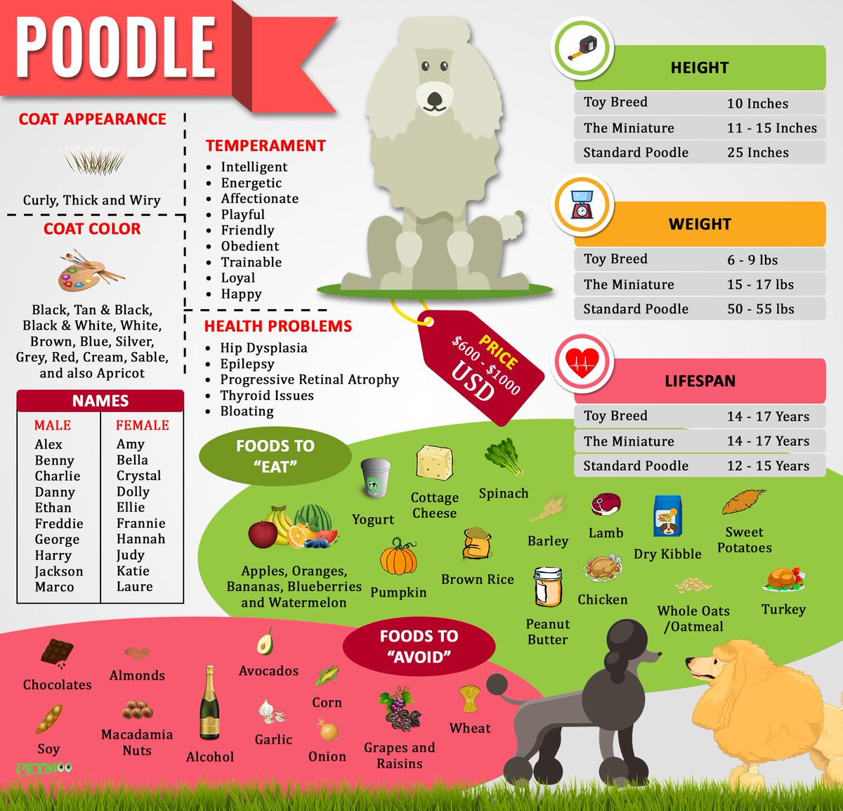 Poodle Infographic
#petmoo #pets #dogs #dogbreeds #doginfographic #poodleinfographic #poodledog #poodlebreeds