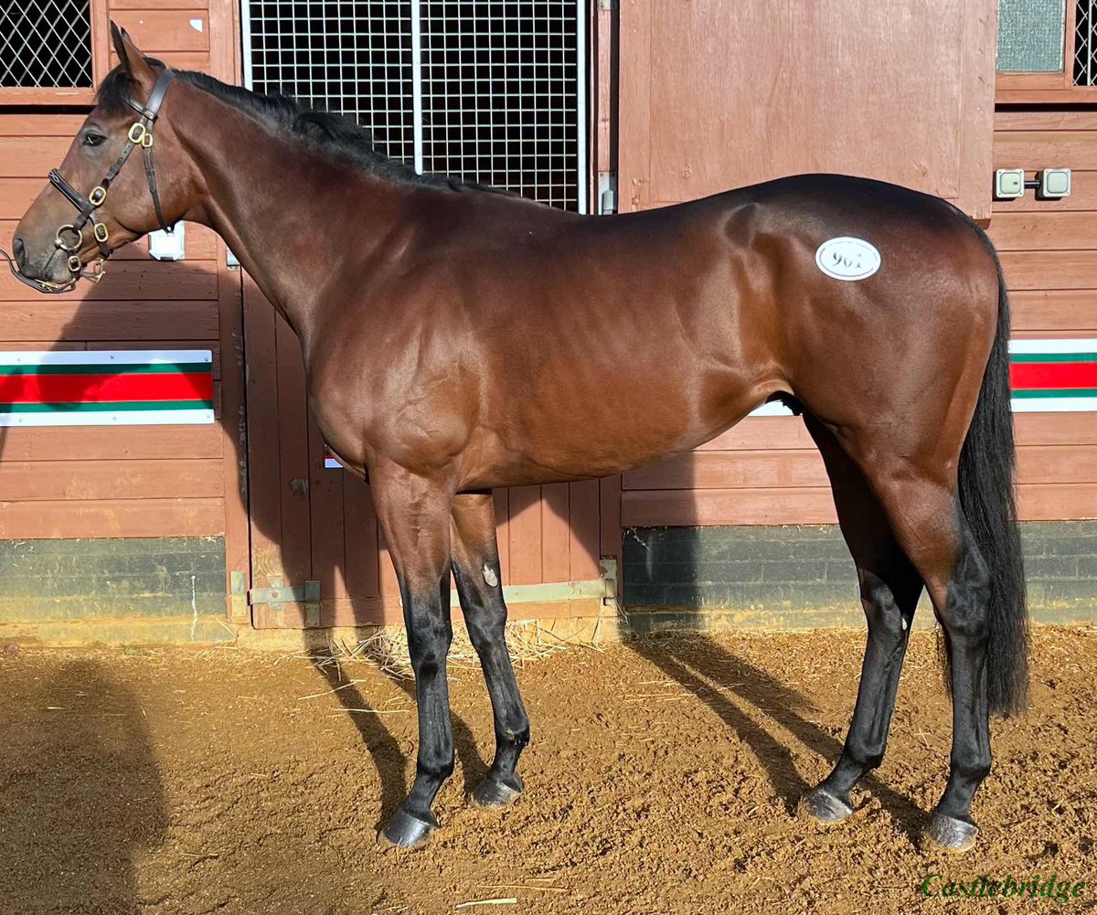 Noble Title wins the Listed Premio Tudini at Capannelle yesterday, yet another winner from the #TattsAutumn Horses in Training Sale. Here he is at the sale in 2022 where he was purchased for 28,000gns by Stefano Botti. 👏👏