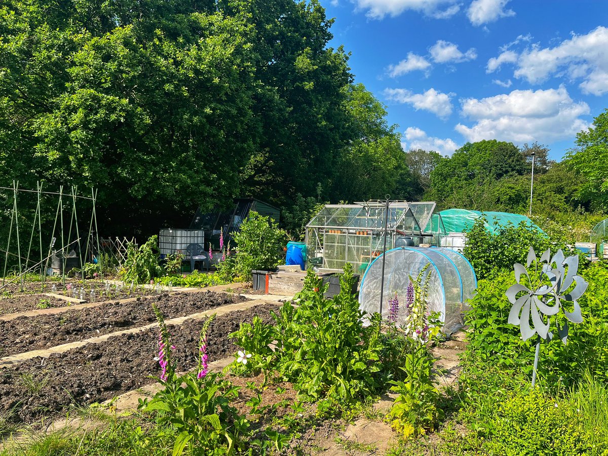 Yesterday on the plot… #happyplace #GardeningTwitter #GardeningX