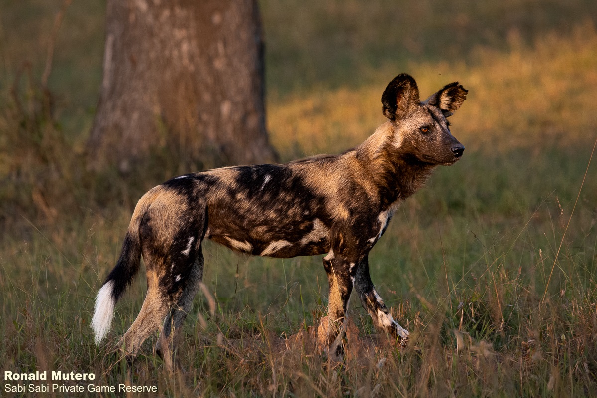 It not easy to find wild dogs even when one finds their tracks as they cover a large distance in a very short space of time. We were lucky at the end of safari to find a pack of wild dogs just resting under a tree, but it was long before they started hunting again. #wilddog
