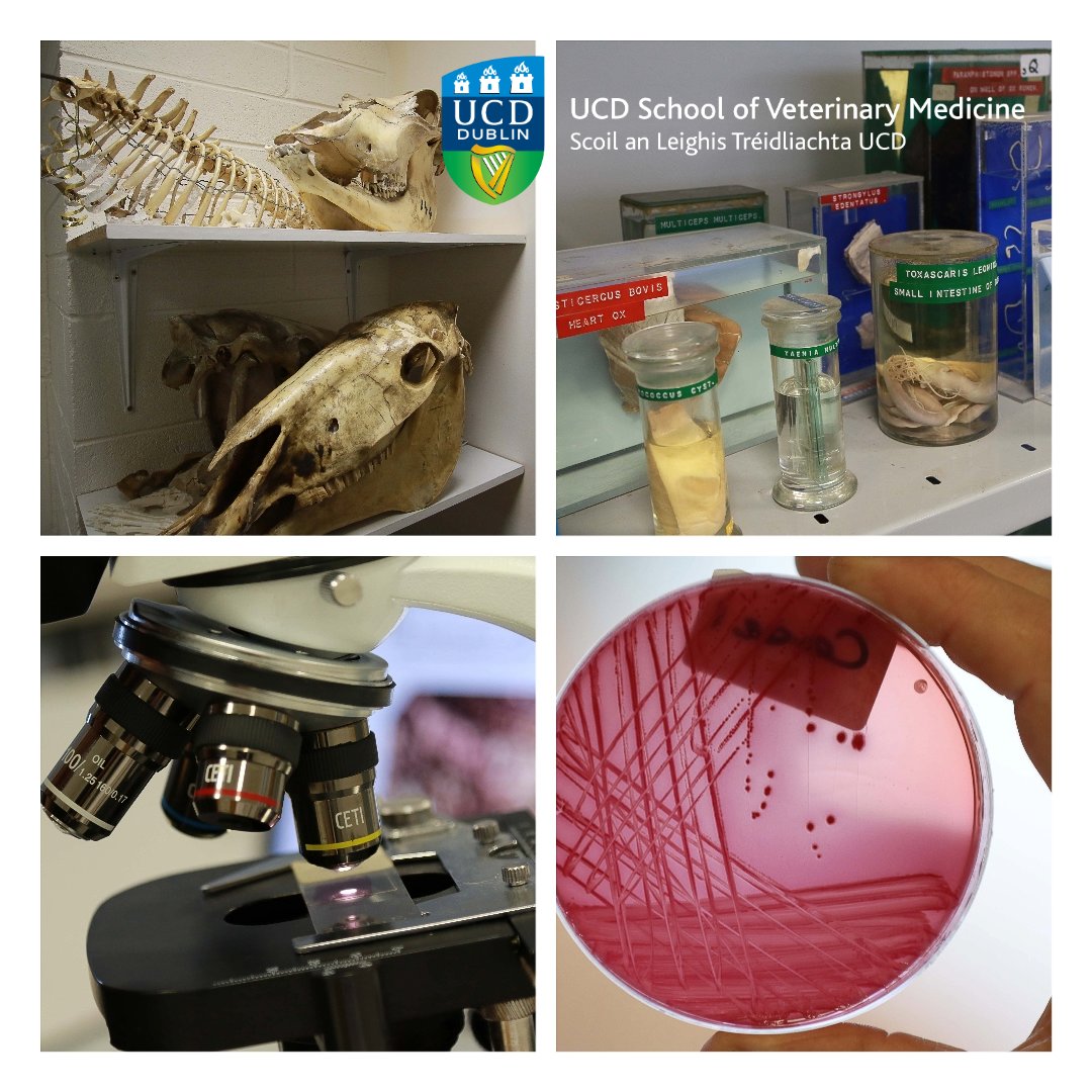 Join us at the UCD Festival on 8 June for a chance to be a 'Vet for A Day' in our Clinical Skills Centre - prep for surgery, milk Nóra the Cow & help deliver new puppies! You can also Explore Veterinary Science at our 'Skulls, Specimens & Slides' event. festival.ucd.ie