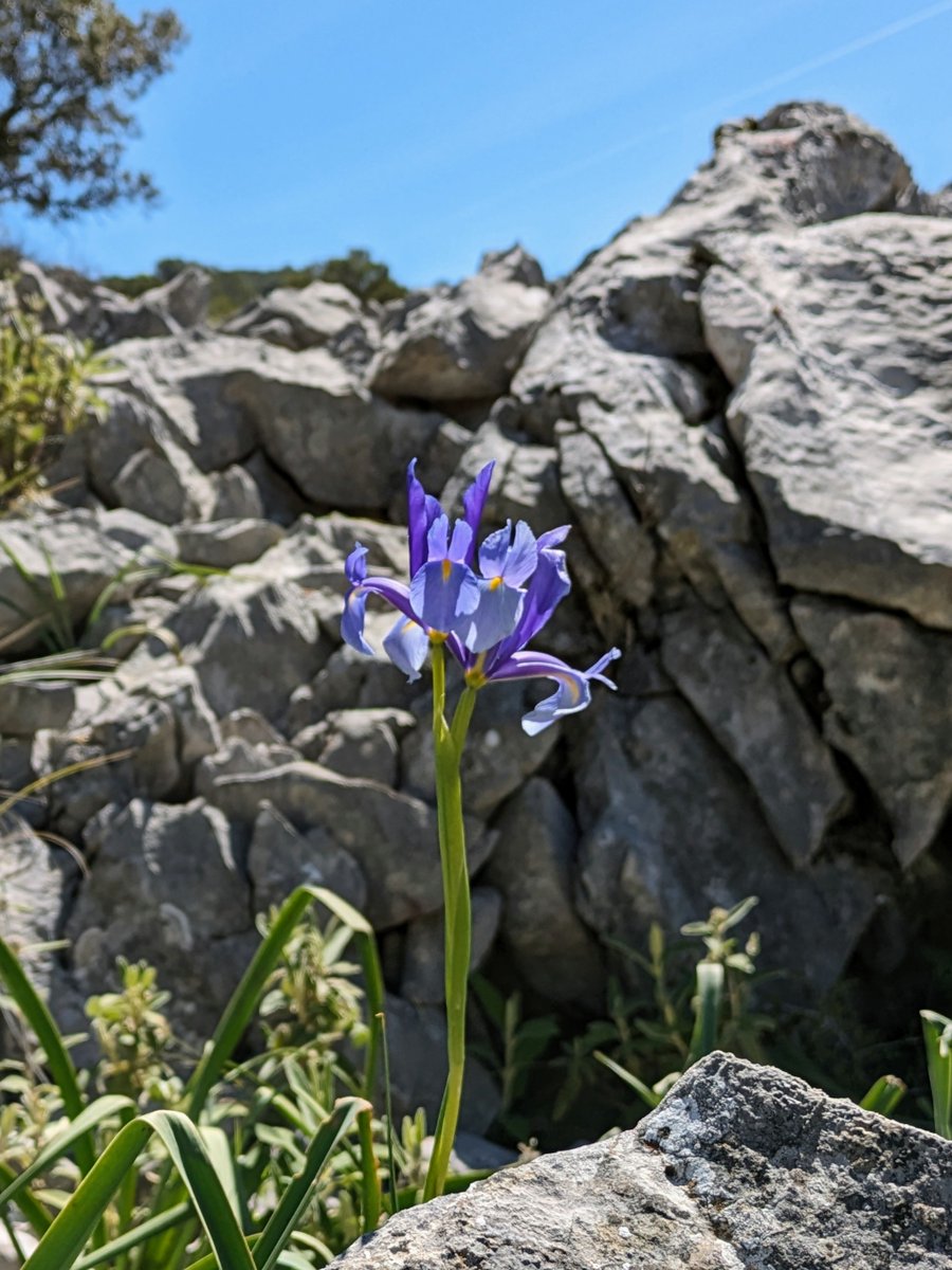 #Mondayblue #bluemonday #wildflowers Wild iris. Grazalema, Spain.